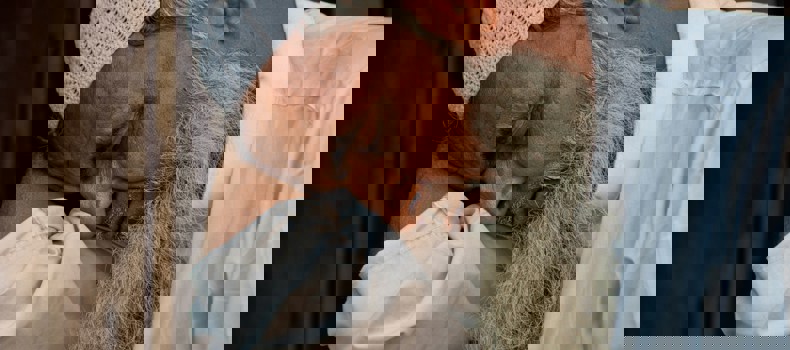 شيخ نائم واضعًا رأسه على يديه